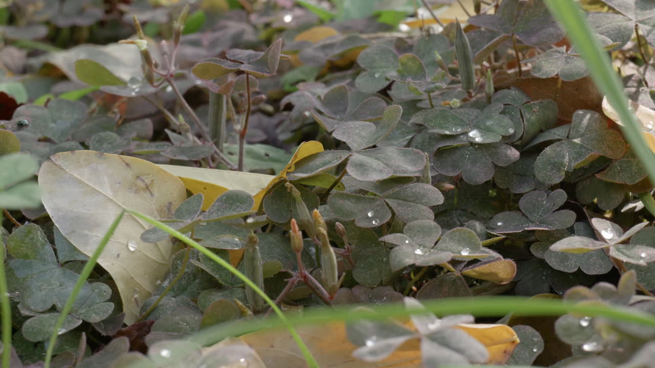 가을 정원에서 바람이 불고  ⁇ 은 날씨에 비가 내린 후 클로버