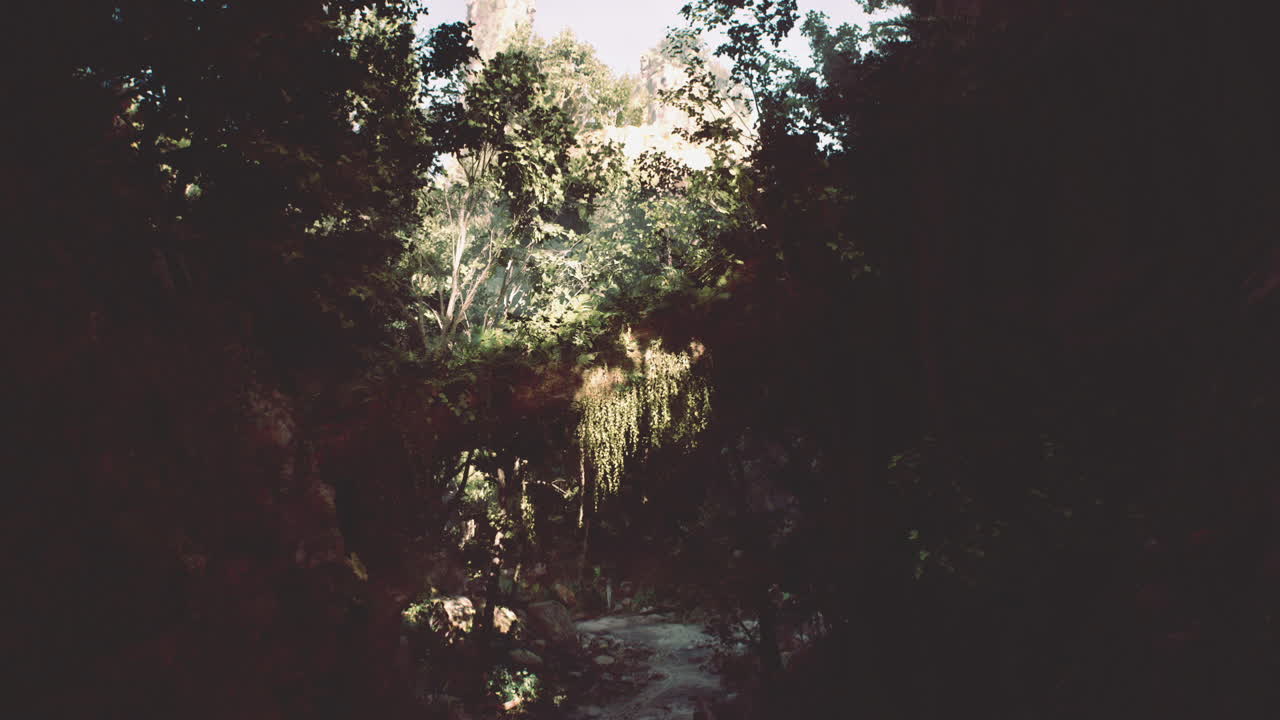 camino a través del exuberante bosque tropical