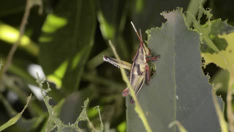 un saltamontes grillo masticando mordiendo comiendo una hoja