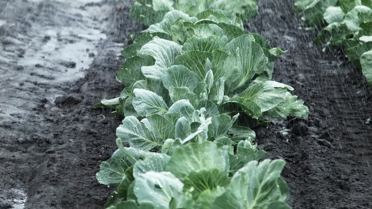 Irrigating a cabbage field