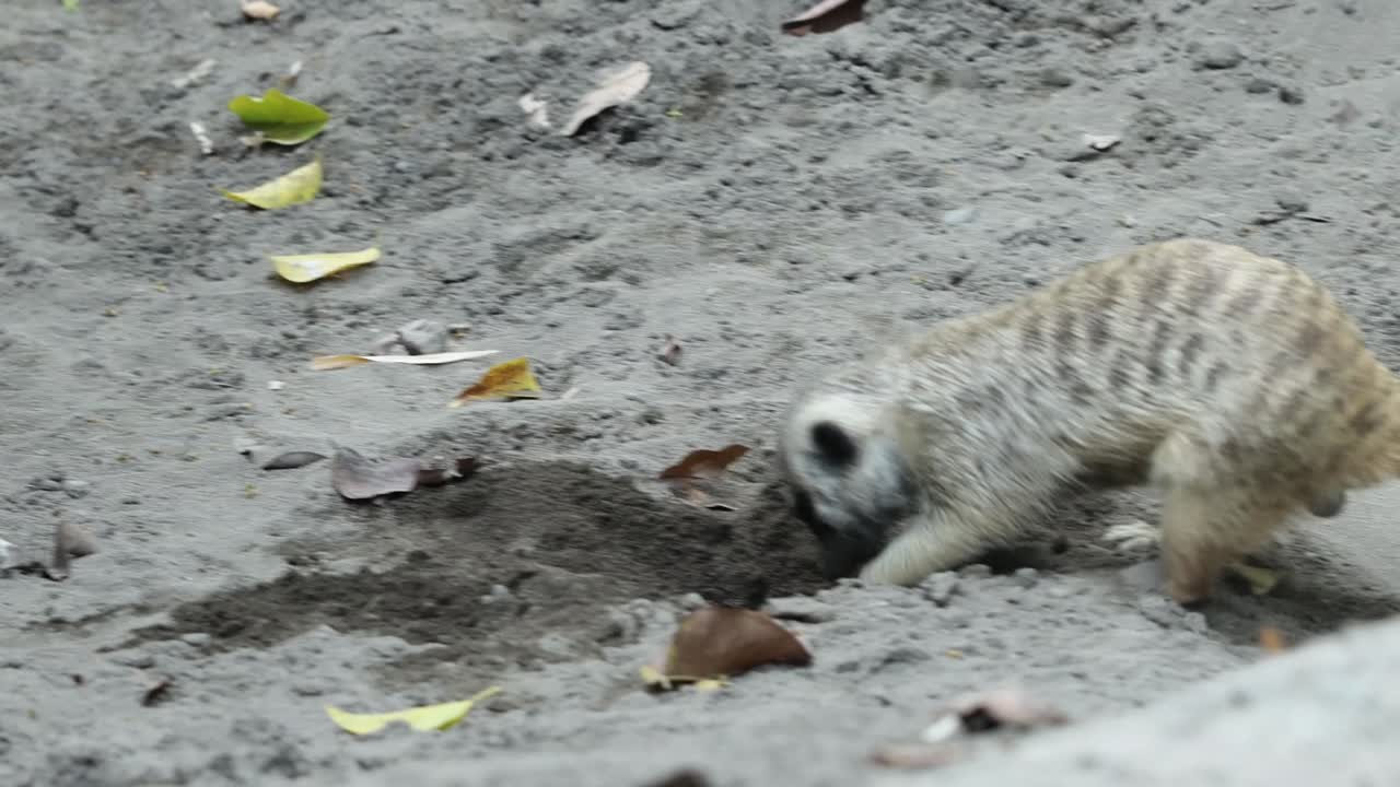 Meerkat Digging in Sand Looking for Food in Natural Habitat