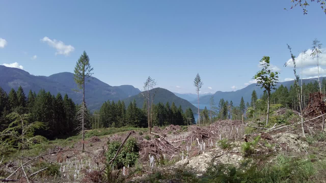 Ağaçlandırılmış taze kesim alanının kadrajından geçen erkek yürüyüşçü - Thunder Dağı, Vancouver Adası, BC, Kanada