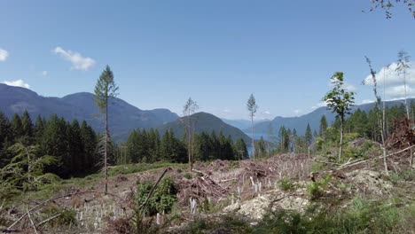 Male-Hiker-Walks-Across-Frame-of-a-Fresh-Logging-Cut-Replanted-with-Trees---Thunder-Mountain,-Vancouver-Island,-BC,-Canada