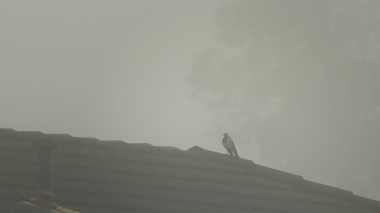 Magpie-lark Perched On Top Of Roof During Foggy Morning Daytime Maffra, Gippsland, Victoria, Australia