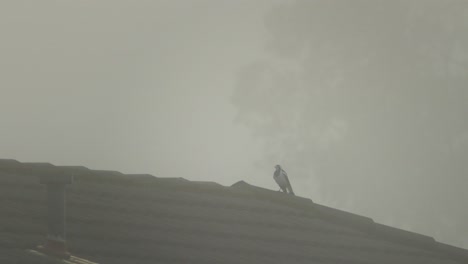 magpie-lark perched on top of roof during foggy morning daytime maffra, gippsland, victoria, australia