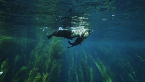 sea lions in kelp forest