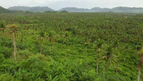 4k drone video flying over a couple admiring the stunning tropical views at palm tree view in siargao island, the philippines