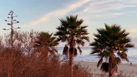 Palmera-Durante-Un-Amanecer-En-La-Playa-Desde-Un-Dron