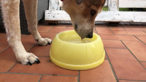 slow motion: brown and white dog is drinking from a yellow bowl in the morning