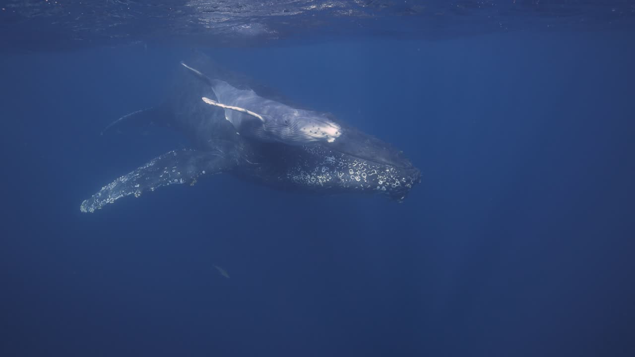 baby and mama humpback whale swim straight towards camera in a rare encounter with a newborn calf