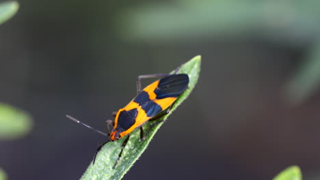 gran macro escarabajo algodoncillo