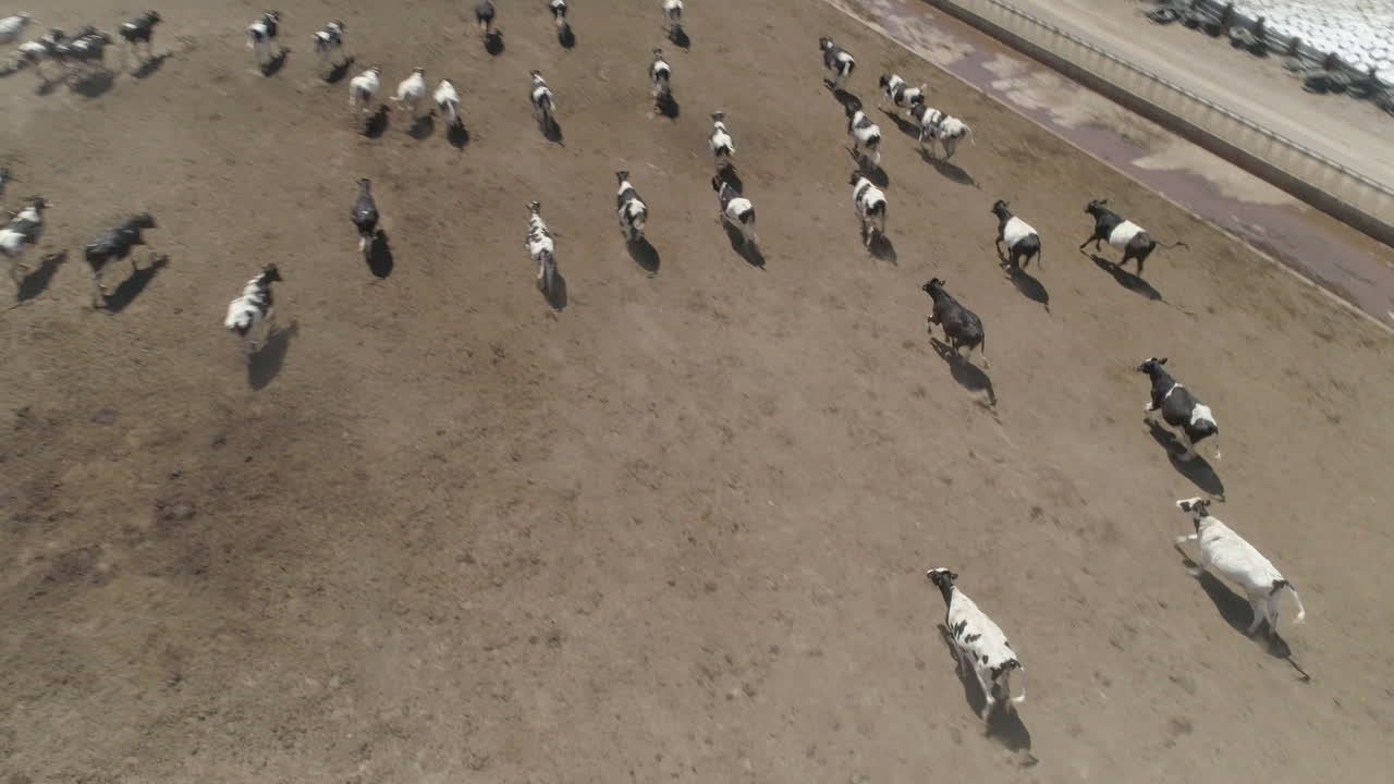 공중 - 달리는 소 떼의 낮은 드론 샷