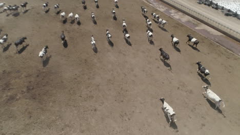 aéreo: toma baja de un rebaño de vacas corriendo con un dron