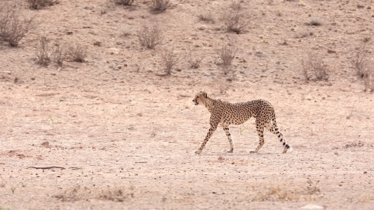 A cheetah walking through the dry landscape of the Kgalagadi Transfrontier Park