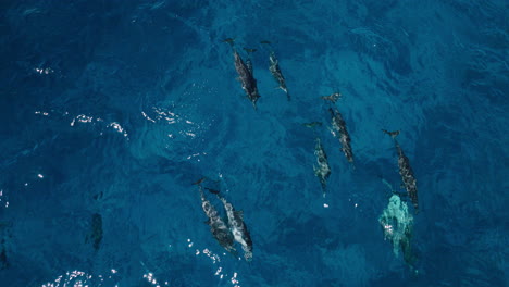 dolphins passing through coral waters, visible from above, crystal-clear tropical sea, aerial pullback tracking with glistening grey body