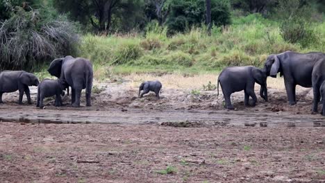 lonely baby african elephant playing in the mud in the middle of the herd