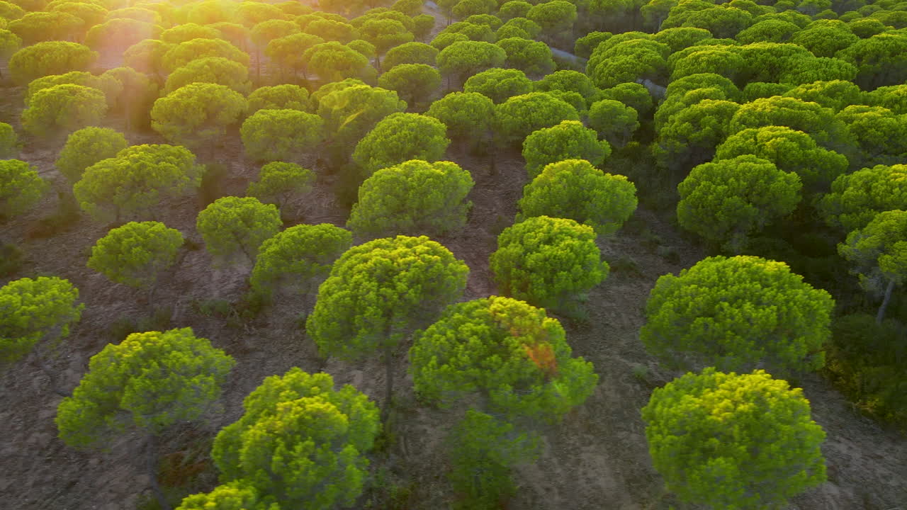 Aerial view of a thick stone pine forest