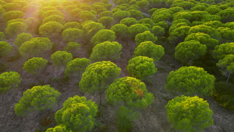 vista aérea de un espeso bosque de pinos piñoneros