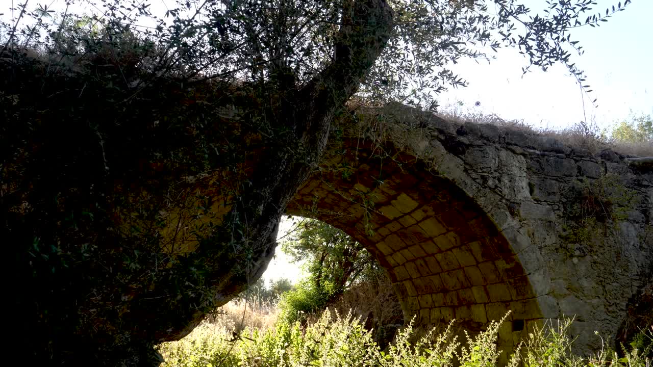 Discover a historic stone bridge nestled in a peaceful setting filled with tall grasses and olive trees. The sunlight filters through the arch, creating a tranquil atmosphere
