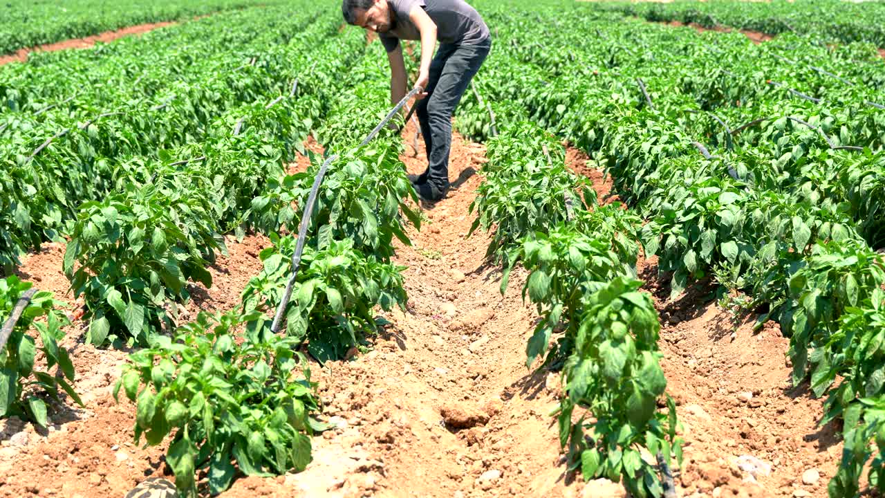 joven agricultor que establece un sistema de riego por goteo en un huerto. negocio de agricultura y cultivo. naturaleza.