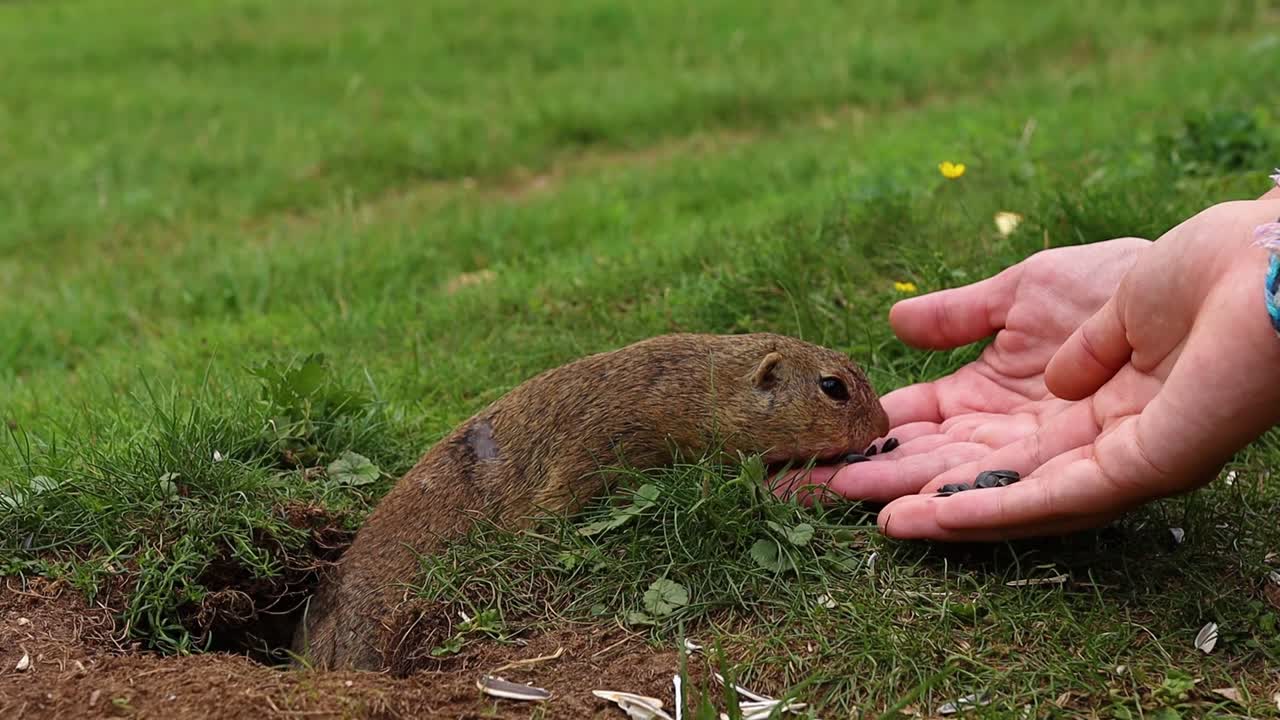 귀여운 다람쥐가 구멍에서 나와 자연의 씨앗을 손으로 먹이는 슬로우 모션 샷 - 클로즈업