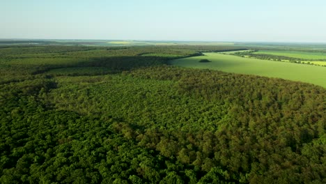 Luftaufnahmen-Von-Drohnen-über-Einem-Kleinen-Wald