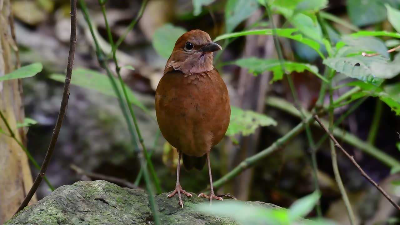 la pitta de nuca oxidada es un ave confiada que se encuentra en hábitats de bosques montañosos de gran altura, hay muchos lugares en tailandia para encontrar esta ave