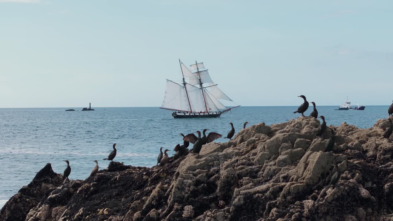 Skarver på kystklipper med sejlskib i baggrunden, Bretagne, Frankrig