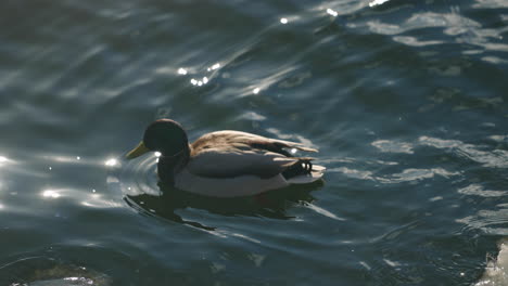 Helle-Bunte-Männliche-Stockente-Mit-Ihrer-Reflexion,-Die-An-Sonnigen-Wintertagen-Auf-Klarem-Blauem-Wasser-Des-Flusses-Schwimmt---Zeitlupe