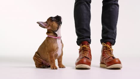 el cachorro de bulldog francés se sienta mirando al dueño, ángulo bajo, disparado en r3d