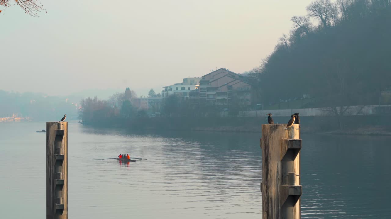 remeros pasando por gran cormorán en lyon, francia
