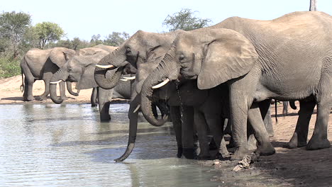 elephants using their trunks to drink at a waterhole in africa