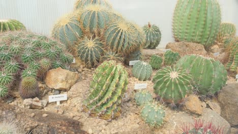 a bunch of different cacti growing in a flower bed in dry soil a bunch of different cacti growing in a flower bed in dry soil droughtresistant plants in the botanical garden greenhouse