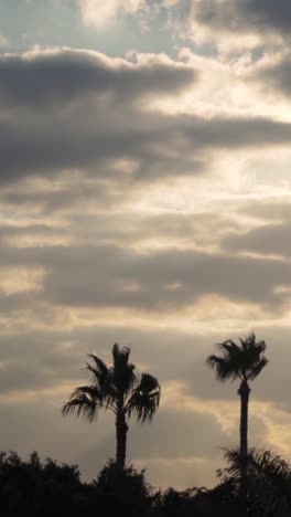 silhouette of palm trees against a dramatic cloudy sky