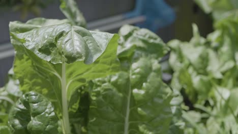 Closeup-of-spinach-leaves-in-a-house-garden-during-sunny-day