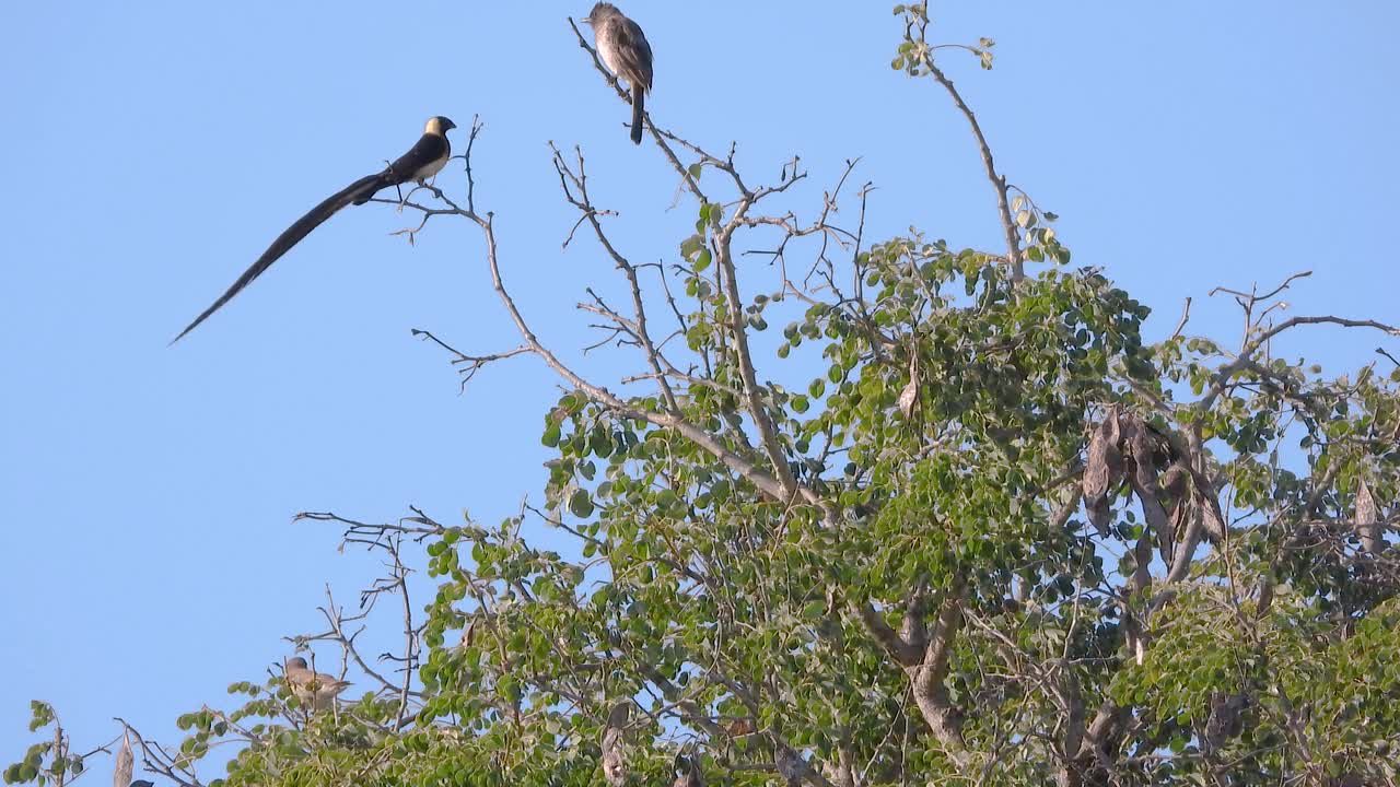 Birds in a tree, static shot of the blue sky and a green tree, birds sitting on the branches, animal footage, one bird with a long black tail, copy space