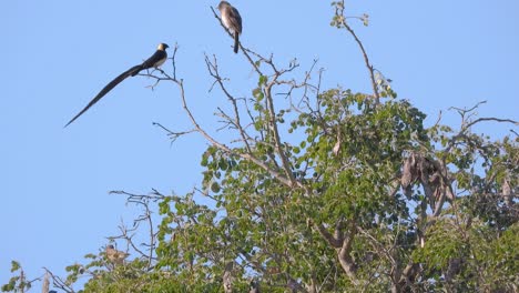 birds in a tree, static shot of the blue sky and a green tree, birds sitting on the branches, animal footage, one bird with a long black tail, copy space