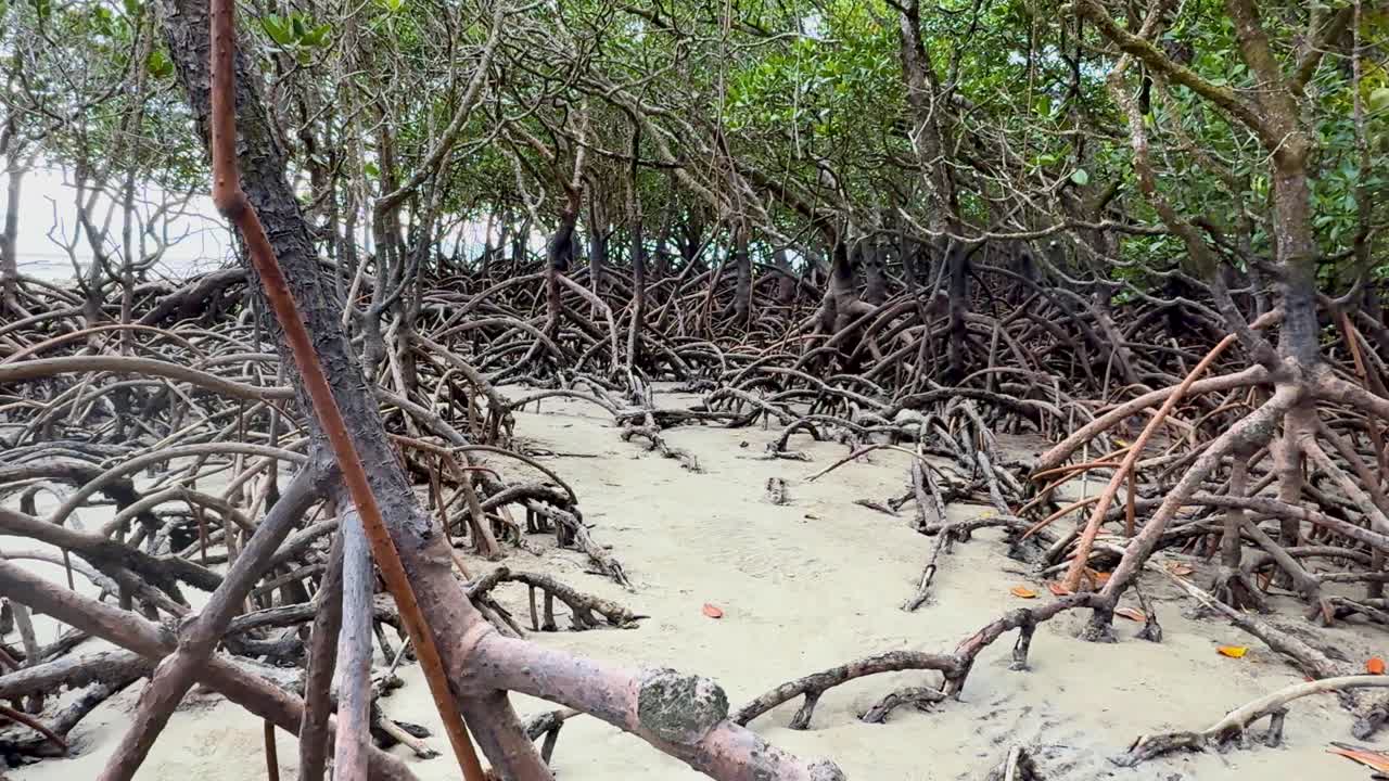 Camera glides past dense mangrove roots on sandy beach, natural daylight, lush rainforest setting