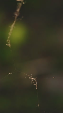 cu, slow motion: thin spiderweb trembles near white wooden fence plank on blurred green background on sunny summer day extreme close view