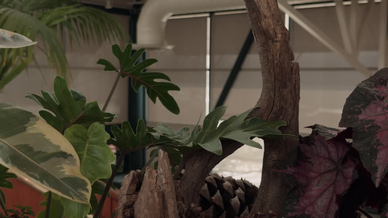 Paneo lento y constante de abajo hacia arriba a través de una exhibición de plantas de interior.