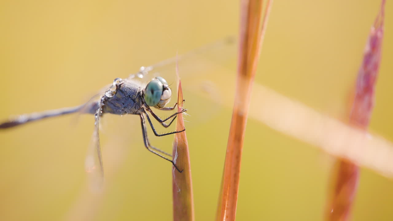 Libellula blu coperta di rugiada aggrappata a un filo d'erba all'alba, in attesa del calore per spiccare il suo primo volo