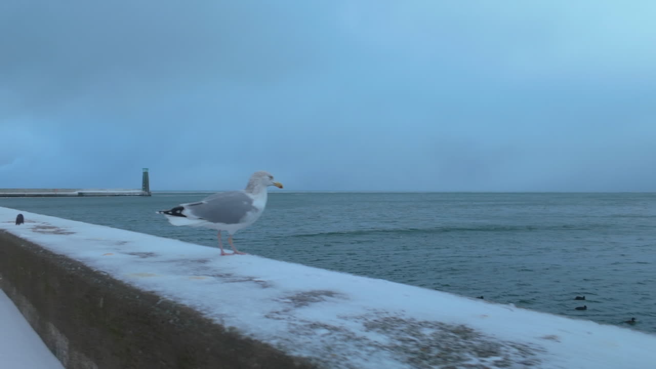 En ensom måge hviler på en sneklædt betonmole med udsigt over Østersøen i Gdynia. Ideel til vinterrejser, kystnatur og stemninger med koldt vejr.