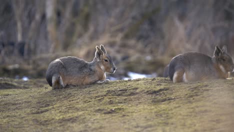 Die-Patagonische-Mara-Liegt-Entspannt-In-Einer-Waldlichtung