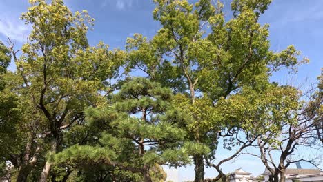 tree branches swaying gently in the breeze.