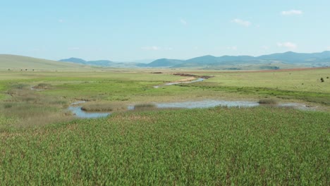 Pequeño-Río-Y-Pantanos-Con-Paisaje-Siempre-Verde-Durante-La-Primavera