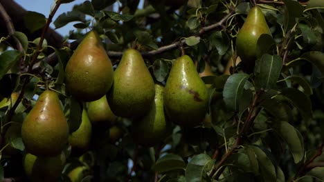 Close-up-of-a-bunch-large-ripe-pears-in-an-orchard