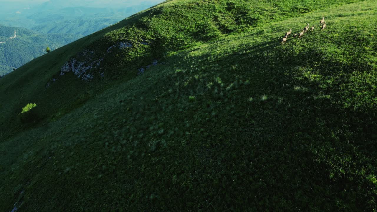 Bird&rsquo;s eye view of deer running from shade into sunlight of grassy hill, vietnam