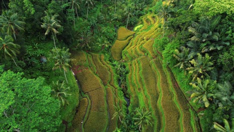 tegalalang rice terrace drone descending into terraces in ubud, bali