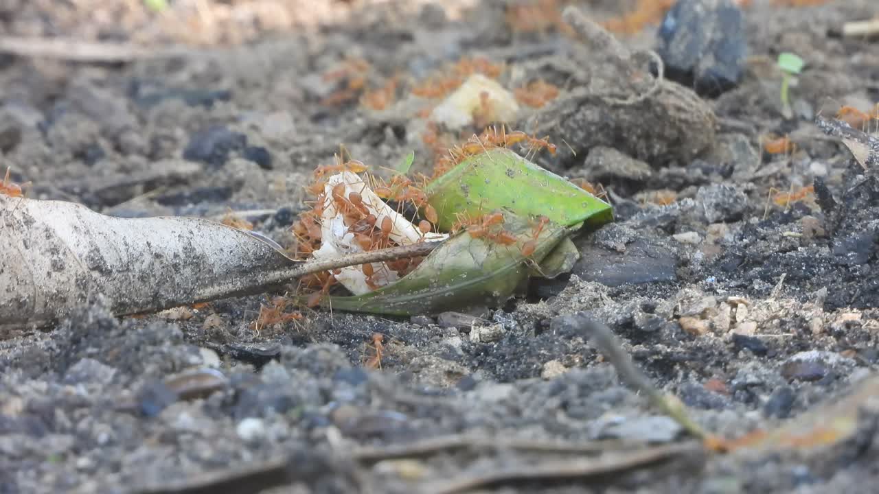 먹이를 운반하는 은 개미