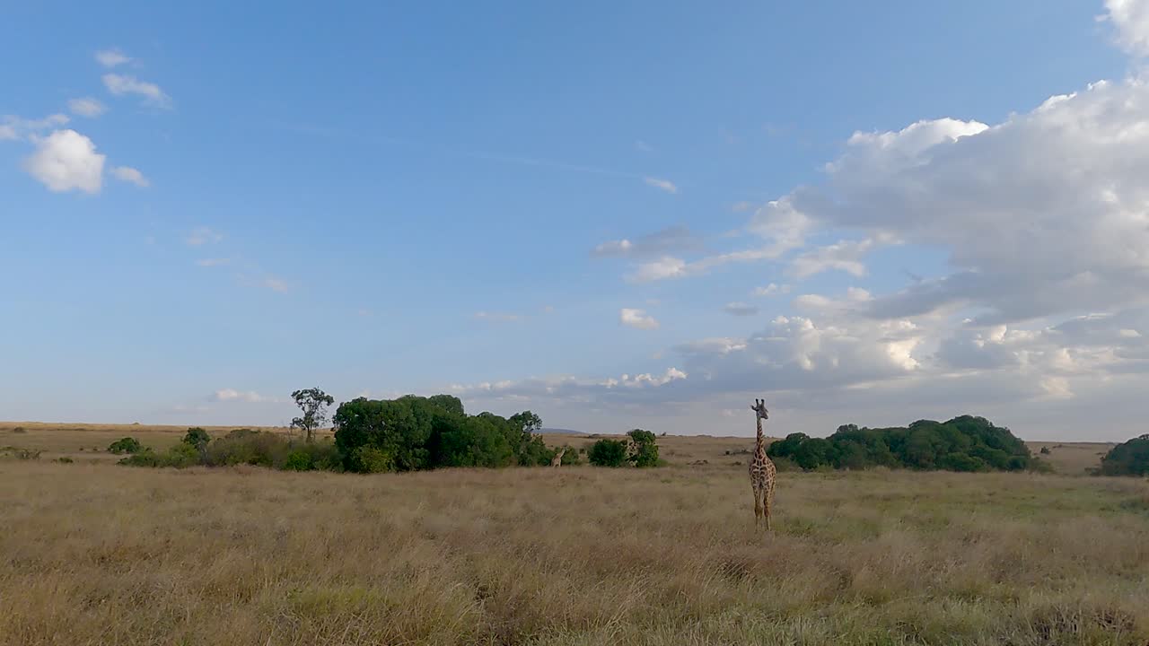 Masaigiraff isolert på savannen i Maasai Mara nasjonalreservat, Kenya, Øst-Afrika